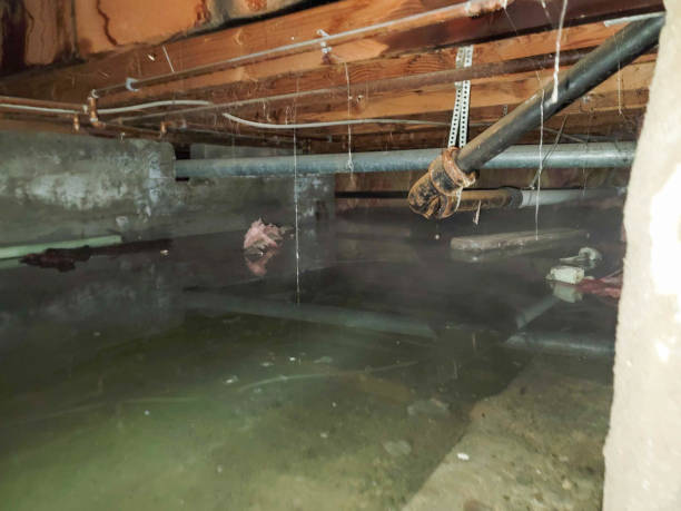 Best Water damage restoration insurance claims  in Thatcher, AZ